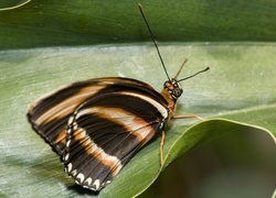 Oryginalny obrazek