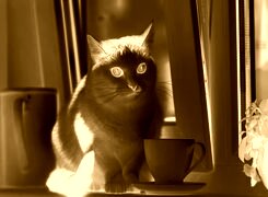 Sepia + Negatyw