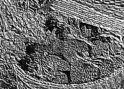 Skamielina
