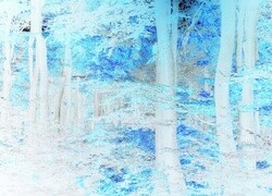 Negatyw
