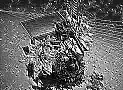 Skamielina