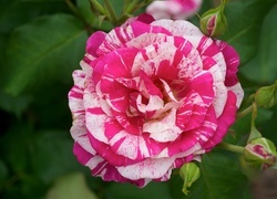 Oryginalny obrazek