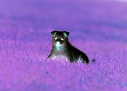 Negatyw