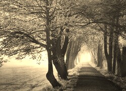 Szary + Sepia