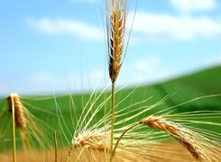 Oryginalny obrazek