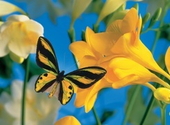 Oryginalny obrazek