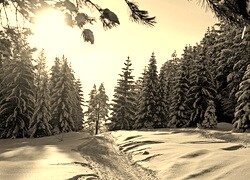 Szary + Sepia
