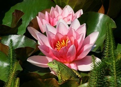 Oryginalny obrazek