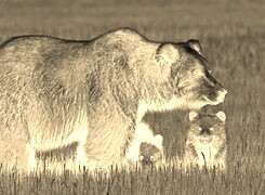 Sepia + Negatyw