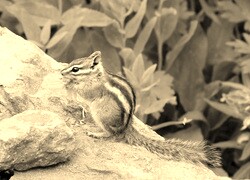 Szary + Sepia