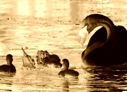 Sepia + Negatyw