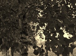 Sepia