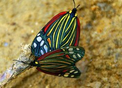 Oryginalny obrazek