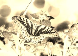 Sepia + Negatyw