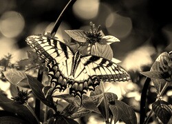 Szary + Sepia