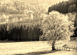 Szary + Sepia