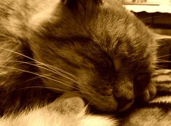 Sepia