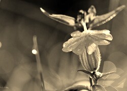 Szary + Sepia