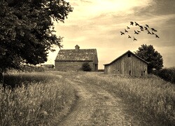 Szary + Sepia