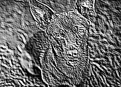 Skamielina