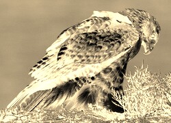 Sepia + Negatyw