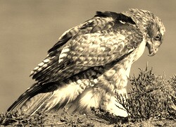 Szary + Sepia
