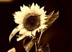 Sepia