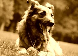 Sepia