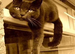 Sepia
