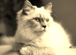 Szary + Sepia
