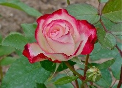 Oryginalny obrazek