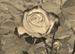 Szary + Sepia