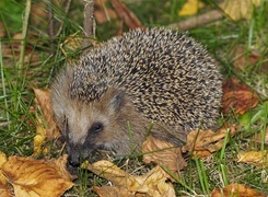 Oryginalny obrazek