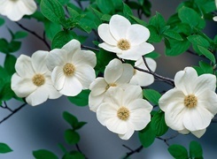 Oryginalny obrazek