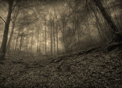 Sepia