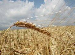 Oryginalny obrazek