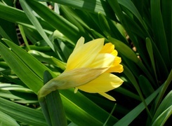 Oryginalny obrazek