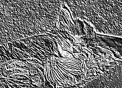 Skamielina