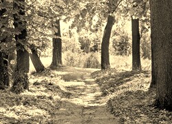 Szary + Sepia