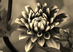 Szary + Sepia