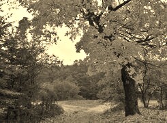 Sepia