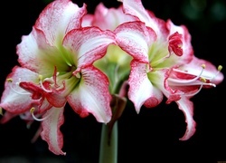 Oryginalny obrazek
