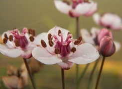 Oryginalny obrazek