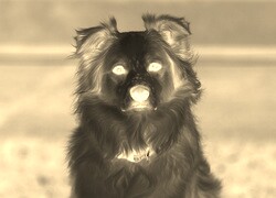 Sepia + Negatyw