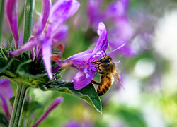 Oryginalny obrazek