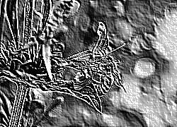 Skamielina