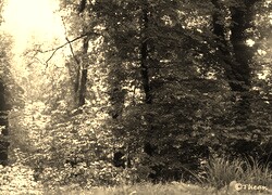 Szary + Sepia
