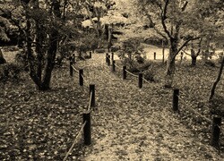 Szary + Sepia