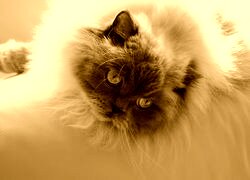 Sepia