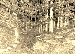 Sepia + Negatyw